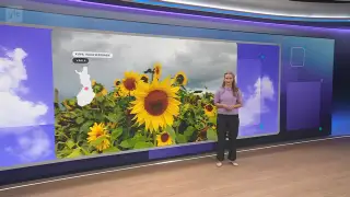 Sää