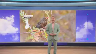 Sää