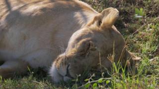 Maasai Mara: Villieläinten risteyspaikka (7) - Maasai Mara, isojen kissojen turvapaikka