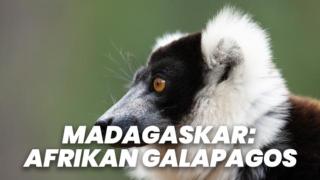 Madagaskar: Afrikan Galapagos (7) - Madagaskar: Afrikan Galapagos (7)
