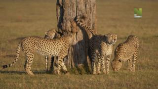 Maasai Mara: Villieläinten risteyspaikka (7) - Maasai Mara, saalistajien valtakunta