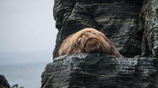 Avara luonto: Humboldtin merivirta