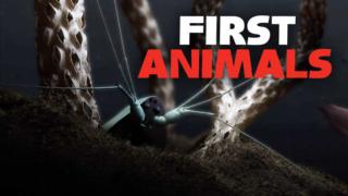 Ensimmäiset eläimet