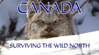 Avara luonto: Kanadan villi pohjoinen