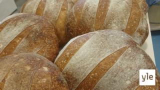 Palkittu artesaanileipuri tekee vuodessa 20 000 leipää: 20.10.2020 10.26
