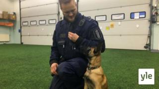 Oulun poliisilaitokselle koulutetaan belgianpaimenkoira Oivasta poliisikoiraa: 17.11.2020 09.59