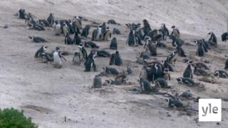 Afrikassa on pingviinejä: 30.12.2020 10.00