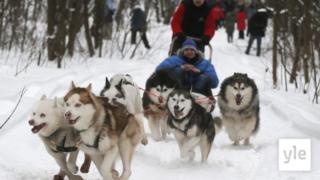 Osa Lapin koiravaljakoista juoksee lumisessa Etelä-Suomessa: 20.01.2021 11.08