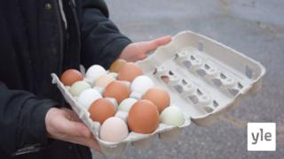 Suomalaiset söivät viime vuonna ennätysmäärän kananmunia: 08.04.2021 09.34