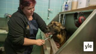 Minna Koso pesee koiria ja pyytää palkaksi ruokasäkkejä löytökissoille: 21.12.2021 10.49