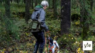 Koiria testataan liito-oravien kartoituksessa: 16.10.2019 10.49