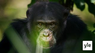 Simpanssien suuri yksinäinen: 04.11.2019 06.00