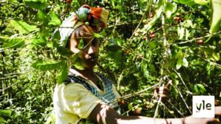 Etiopian villit kahvimetsät voivat turvata kahvintuotannon: 18.11.2019 11.16