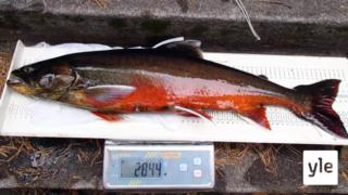 Kuolimojärvellä elvytetään Suomen uhanalaisimman kalan kantaa: 14.01.2020 09.54