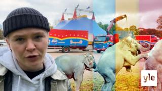 Cirkus är kul - men inte för djuren. Nu förbjuder Frankrike vilda djur på cirkusar: 30.09.2020 16.36