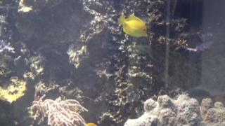 Luonto lähellä: Uuden Lastensairaalan akvaarion kalat: 12.11.2018 08.27