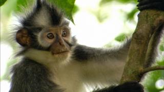 Indonesia, apinoiden saaristo: 25.02.2019 06.00