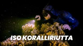 Iso koralliriutta (7) - Iso koralliriutta (7)