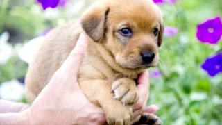 Koiranpentujen salattu elämä (7) - Syntymä ja ensimmäiset kahdeksan viikkoa
