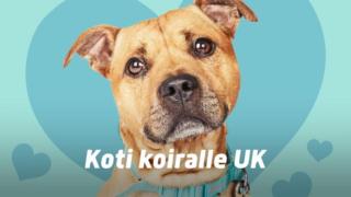 Koti koiralle UK - Vaativia tapauksia