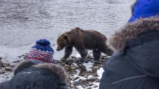 Yukonin villit karhut (7)