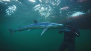 Shark with Steve Backshall (S) - Sharks of the North Atlantic