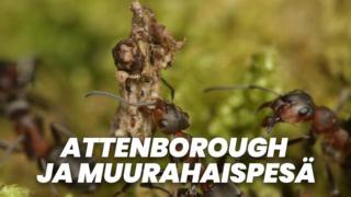 Attenborough ja muurahaispesä (7)