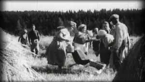 Vuosirenkaita