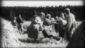Vuosirenkaita