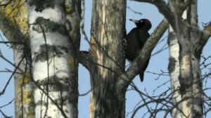 Tarinoita metsästä: Palokärki