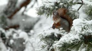Tarinoita metsästä: Orava