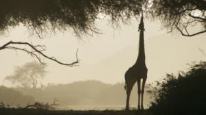 Avara luonto: Namibian aavikolla