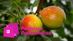 Pohjoisen puutarhoissa: Hedelmäpuun voi pilata leikkaamalla!