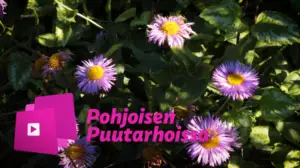 Pohjoisen puutarhoissa: Muovilla verhoiltu luomupuutarha – "Onhan se ruma, mutta käytännöllinen"