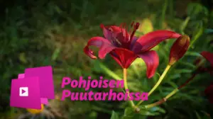 Pohjoisen puutarhoissa: Parsaa ja viinirypäleitä, ei nurmikkoa tällä pihamaalla