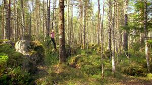 Metsänhalaaja