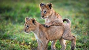 Planet Earth II