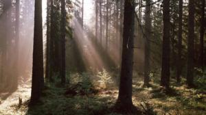 Yle Uutisluokka Triplet: Tutkimus: metsä on mahtava stressilääke