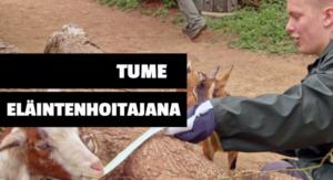 Tume oikeissa töissä: Eläintenhoitaja