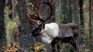 Metsäpeuran paluu