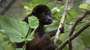 Luontomatkalla Costa Ricassa: 04.11.2015 10.30