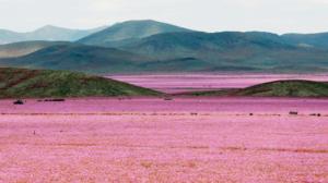 Yle Nyheter TV-nytt: Atacamaöknen blommar: 30.10.2015 15.18