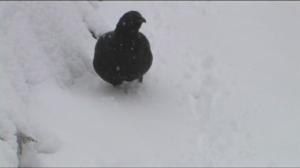 Luonto lähellä: linturisteymät (S): 11.01.2016 08.19