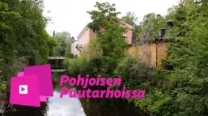Pohjoisen puutarhoissa: Sammalgraffiteja ja perunatomaatteja: 01.04.2016 14.58