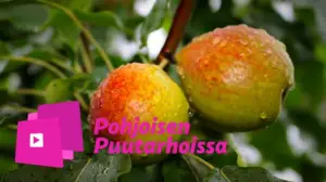 Pohjoisen puutarhoissa: Hedelmäpuun voi pilata leikkaamalla!: 15.04.2016 15.03