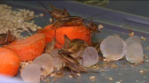 Yle Uutisluokka Triplet: Hyönteisiä tulossa suomalaiseen ruokapöytään (S): 03.05.2016 11.14