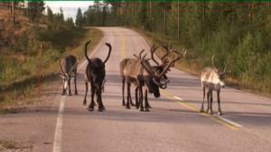 Yle Uutiset Lappi: Yle Uutiset Lappi 09-05-2016 Klo 17-06: 09.05.2016 16.48