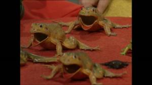 Pikku Kakkonen 40: Nostalgia: Pikku Kakkonen 1998: 27.01.2017 10.48