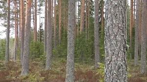 Novosti Yle: 21.08.2016 16.50