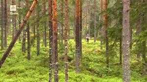 Suunnistusta: Huippuliigan osakilpailu: 16.06.2016 18.30